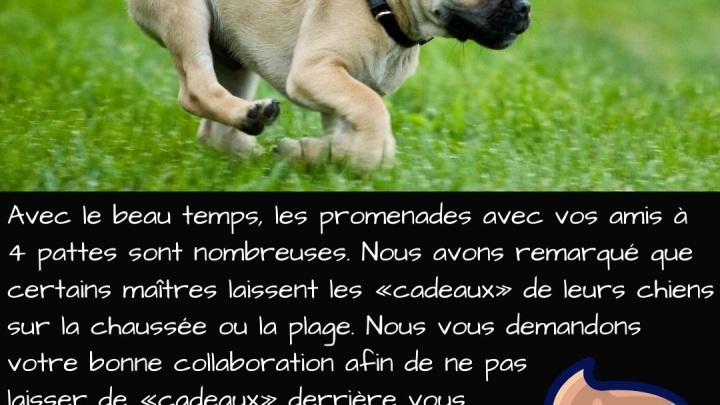 SVP ramassez les «cadeaux» de vos chiens