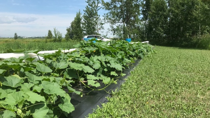 Report de l'ouverture du jardin communautaire en 2021