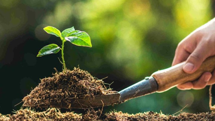 Distribution de petits arbres