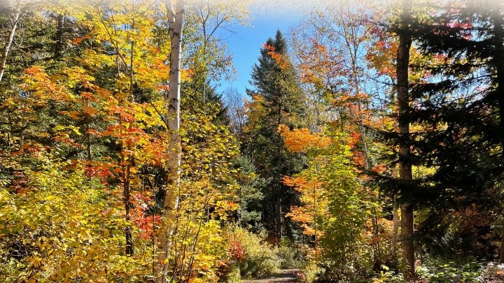 Le Rivière Web - Novembre 2025