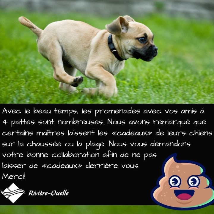 SVP ramassez les «cadeaux» de vos chiens