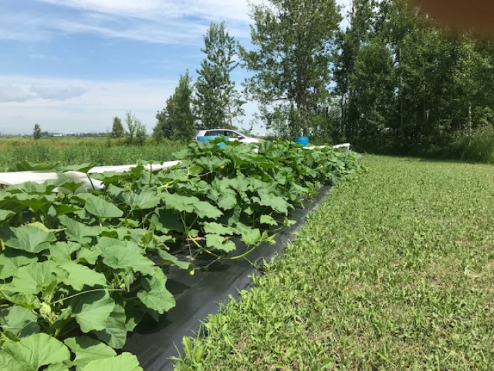 Report de l'ouverture du jardin communautaire en 2021
