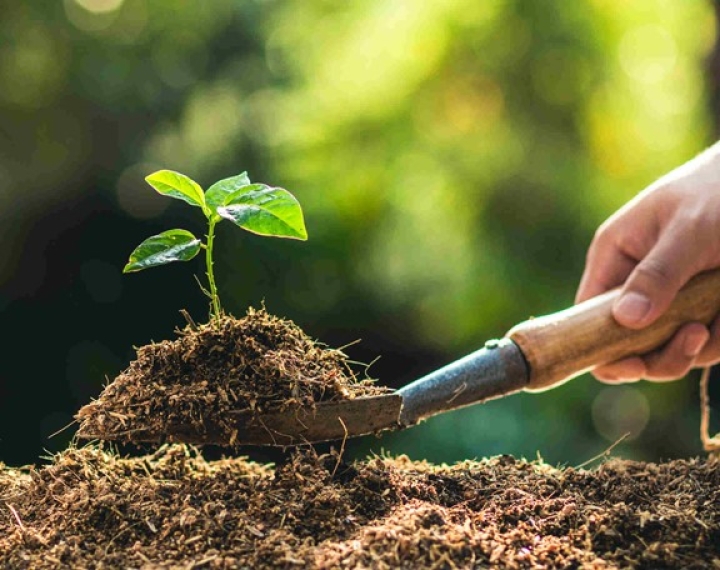Distribution de petits arbres