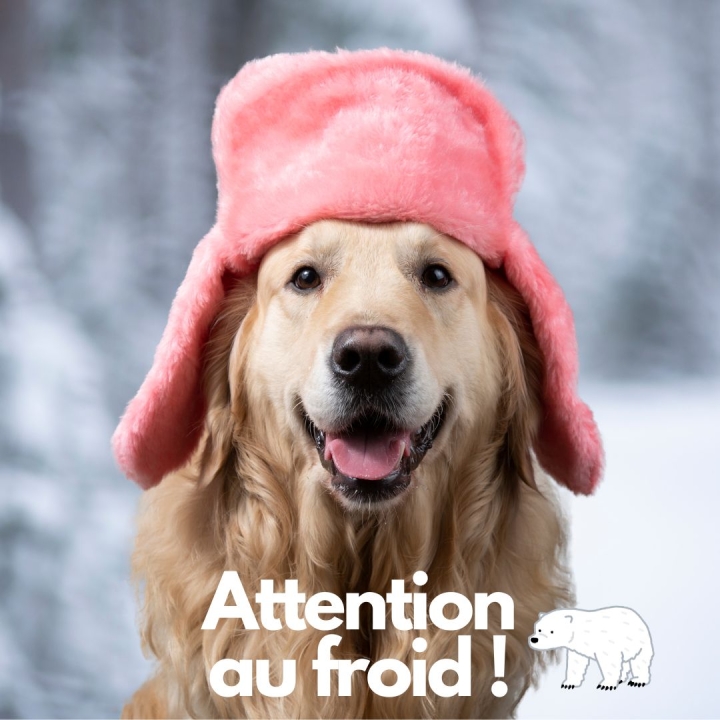 Attention au froid - Protégeons nos fidèles compagnons